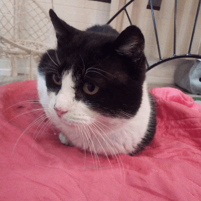 Rocky