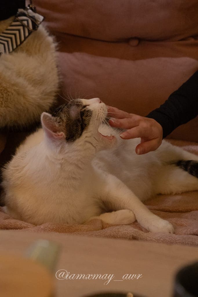 Chat au Mia House