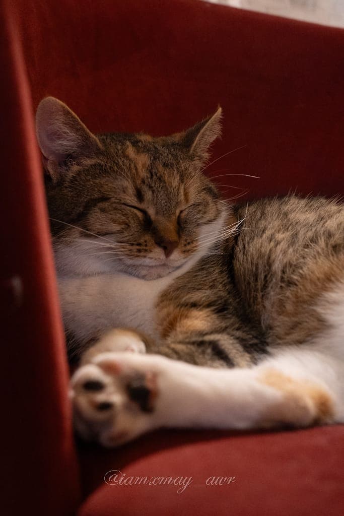 Chat au Mia House