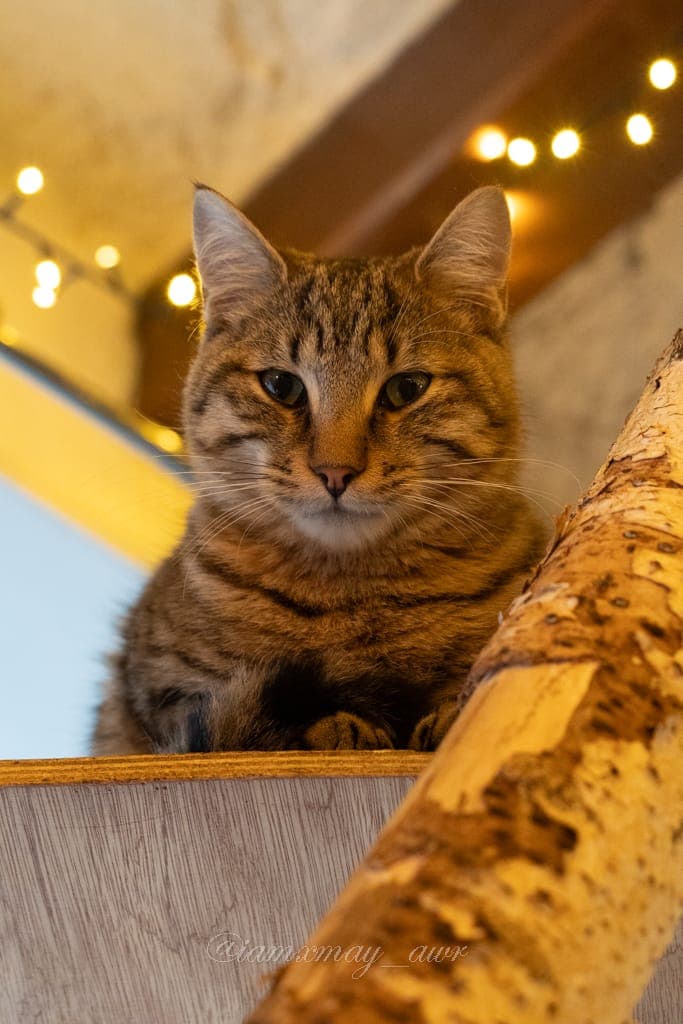 Chat au Mia House