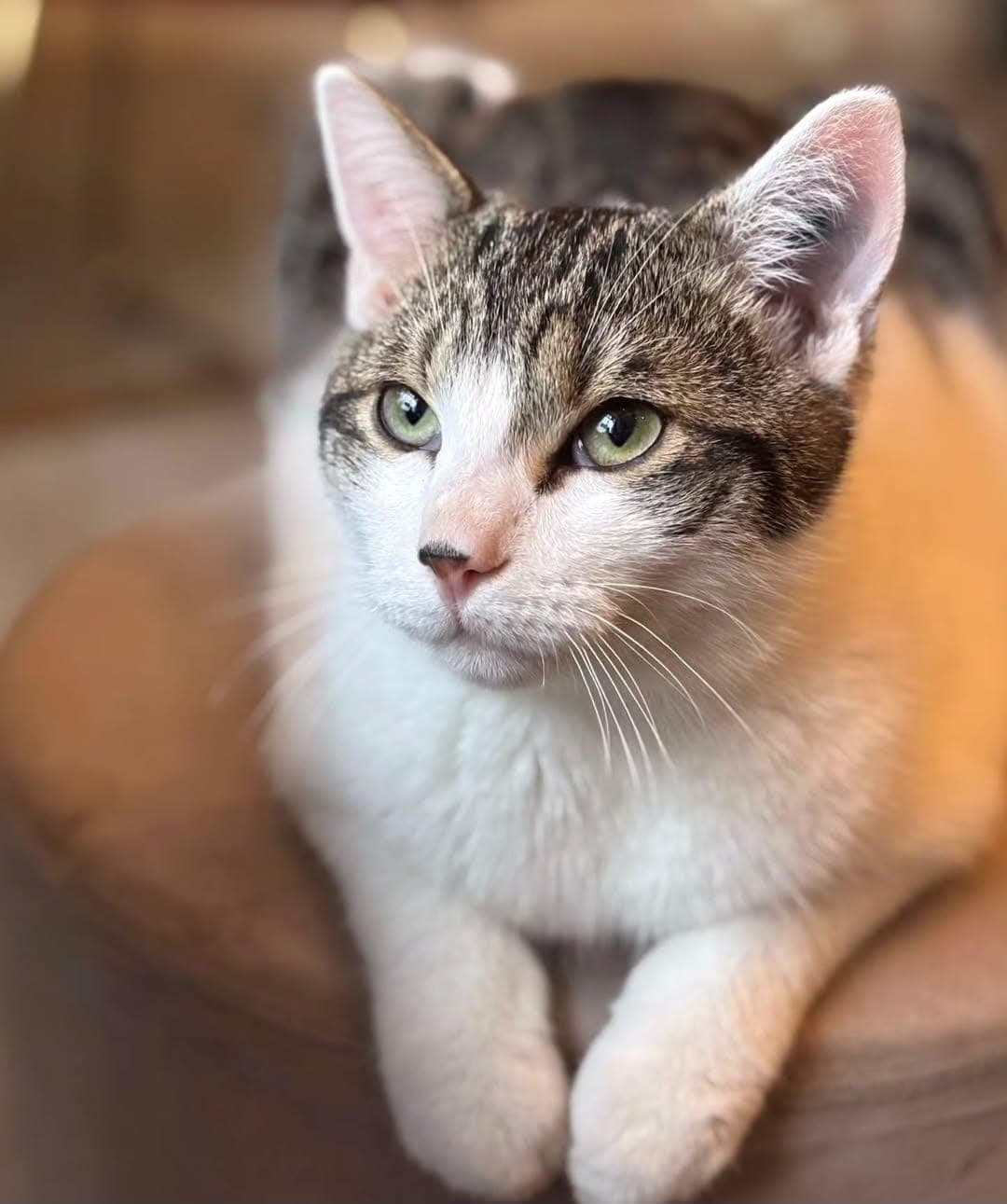 Chat au Mia House