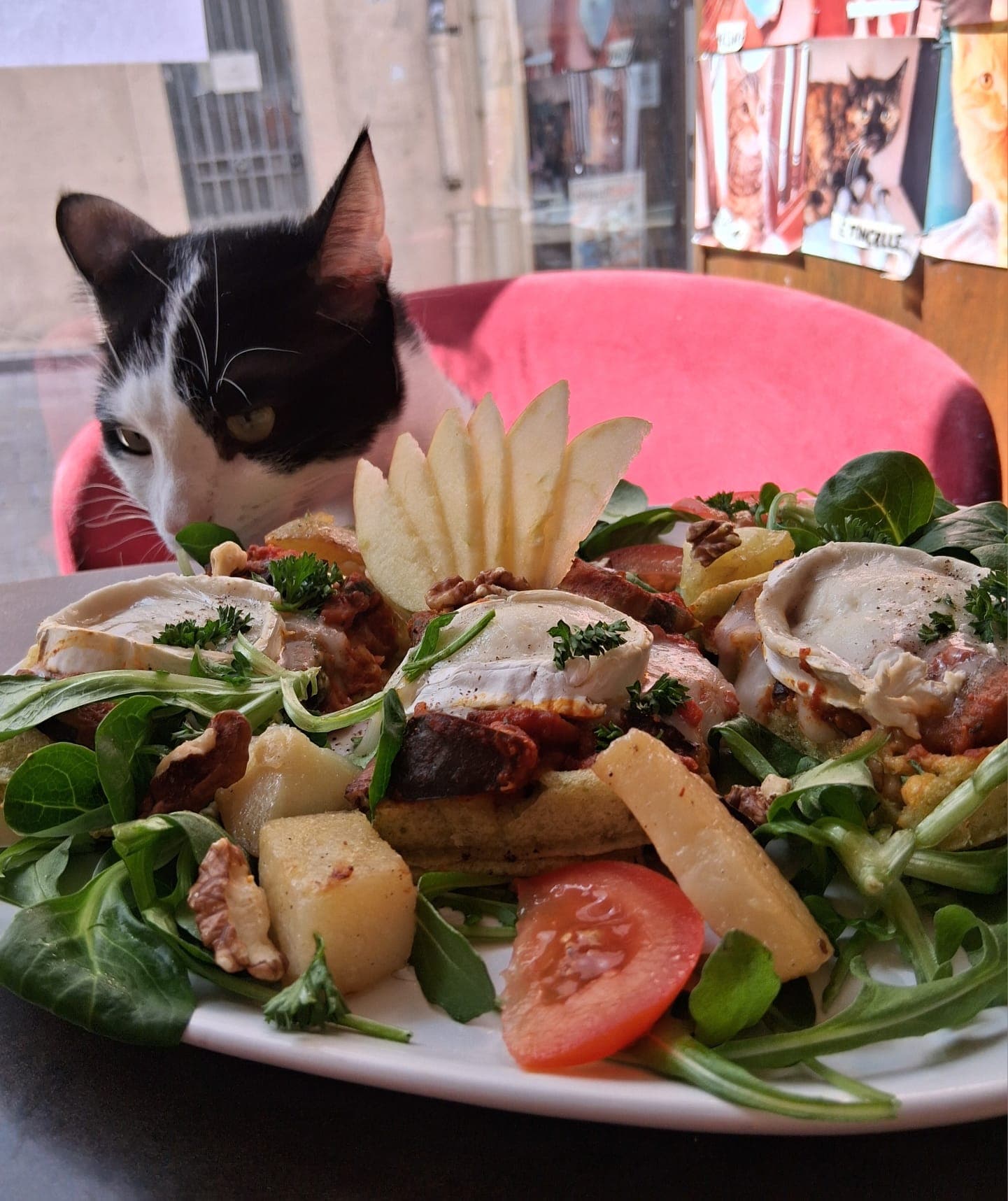 Chat au Mia House